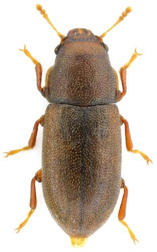 Orthocis alni